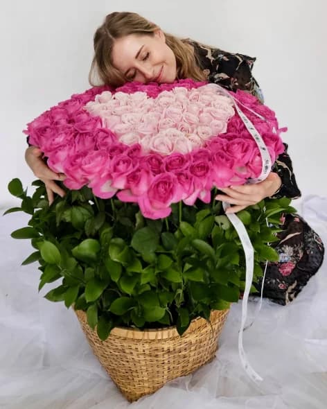 171 Fresh Holland Roses